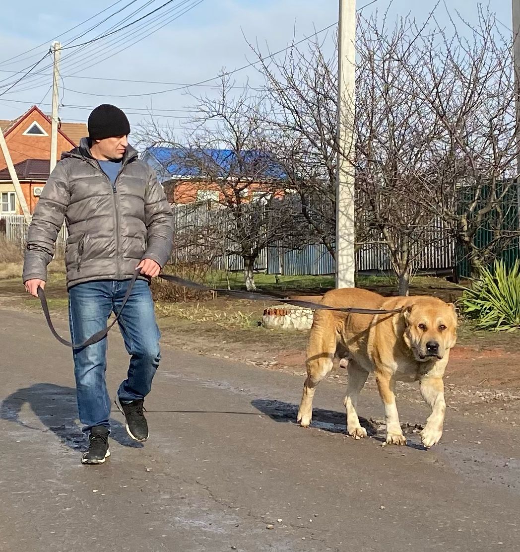 Обновление в разделе "Наши собаки"!